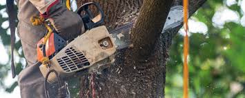 Best Fruit Tree Pruning  in Dakota Ridge, CO