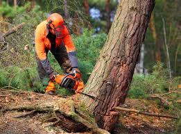 Best Tree Disease Treatment  in Dakota Ridge, CO