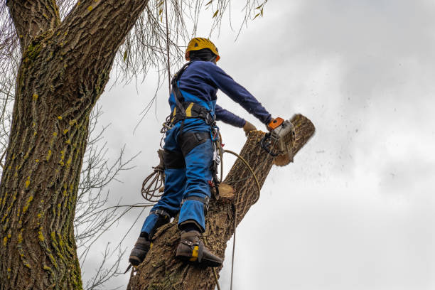 Best Tree Removal  in Dakota Ridge, CO