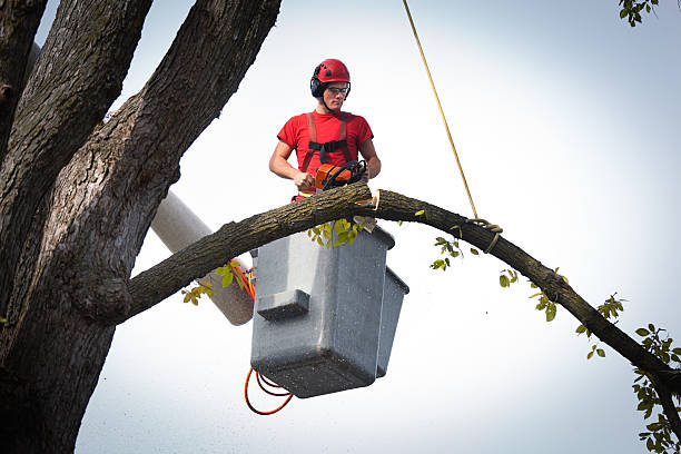 Best Tree Preservation Services  in Dakota Ridge, CO