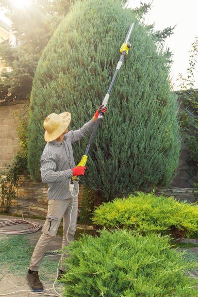 Best Lawn Pest Prevention  in Dakota Ridge, CO