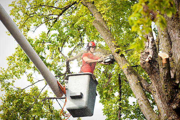 Best Tree Maintenance Programs  in Dakota Ridge, CO