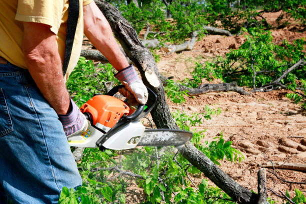 Best Lawn Grading and Leveling  in Dakota Ridge, CO